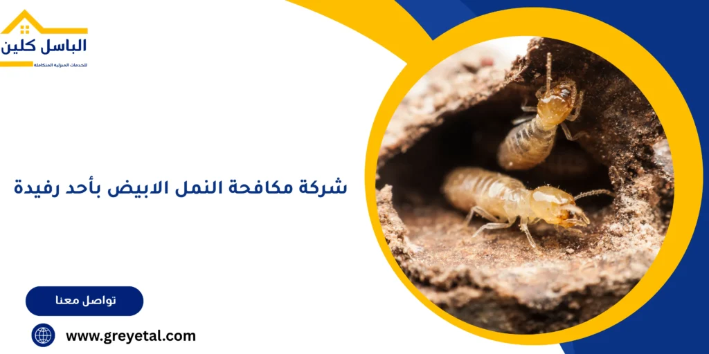 شركة مكافحة النمل الابيض بأحد رفيدة