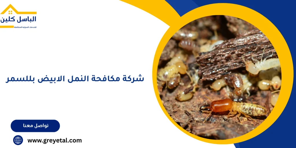 شركة مكافحة النمل الابيض بللسمر